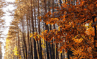 男粉变现新玩法：6 人小团队如何月入 30 万，年赚 350 万？