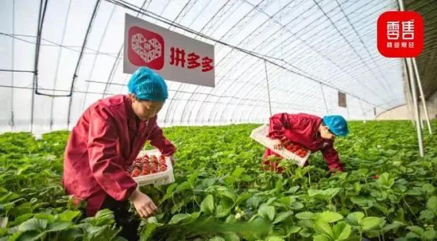 拼多多帮人助力_助力农产带升级_拼多多农云行动